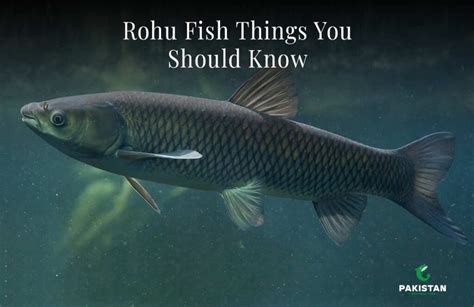Rohu Fish: Things You Should Know Characteristics, Illnesses .
